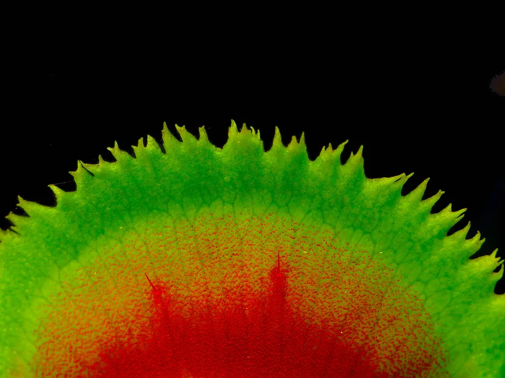 Macro photo of a circular saw blade with many small, closely spaced carbide teeth against a plain gray background.